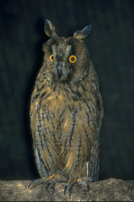 longeared2.gif